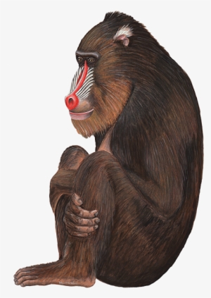 Baboon Png