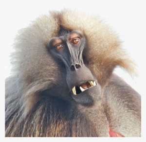 Baboon Png Image - Baboon Png