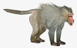 Hamadryas Baboon - Hamadryas Baboon Png