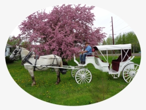 We Are Cathy, Owner, And Partner Roger, Operator, Of - Horse And Buggy