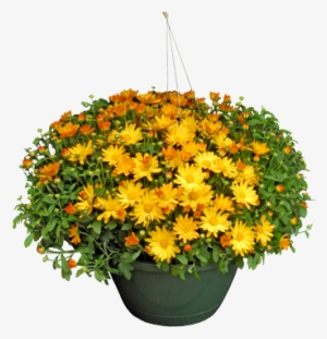 Mum Basket - African Daisy