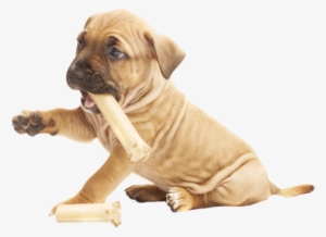 Pit Bull Puppy Happy Meal Nail Art Decals - Pit Bull Puppy Png