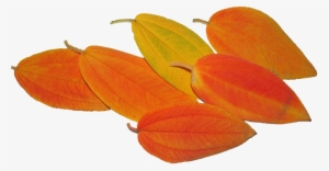 Leaves, Autumn, Fall, Tree, Season - Season