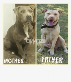 American Pitbull / Pit Bull Puppy - American Pit Bull Terrier