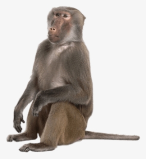 Sitting Baboon - Baboon Png
