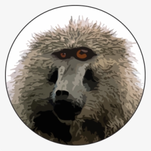 Baffled Baboon - Baboon