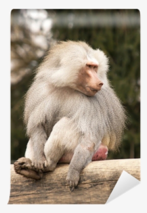 Solucion Cuatro Fotos Y Una Palabra 7 Letras