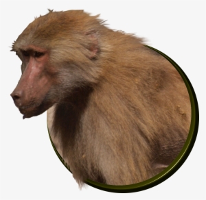 Baboons - Baboon
