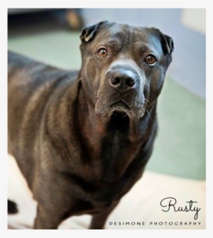 Rusty Is A 7 Year Old Male Shar Pei Pit Bull Mix - Staffordshire Bull Terrier