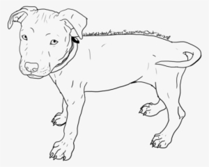 Pitbull Puppy Drawings Www Imgkid Com The Image Kid - Drawing