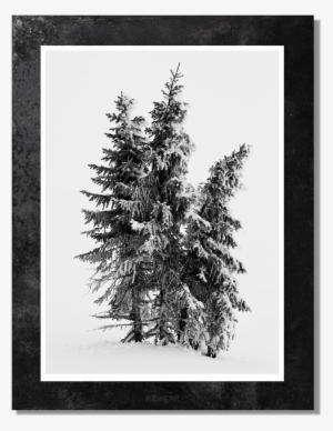 Three Pine Trees View - Colorado Spruce