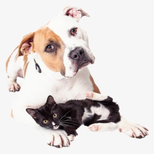 Dog Spay Los Angeles - Veterinary Emergency Group