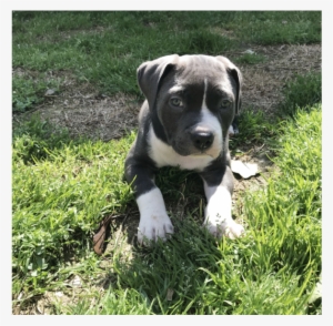 Pitbull Forest House - Staffordshire Bull Terrier