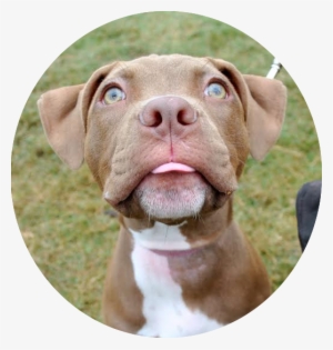 Every Dog Deserves A Good Education And It Starts Here - Vizsla