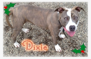 Capa Pet Of The Week - American Pit Bull Terrier