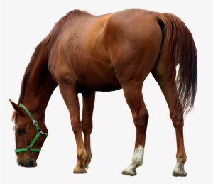 Horse With Tranparent Background