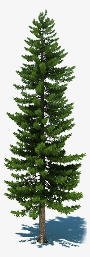 About Panagbenga - Christmas Tree