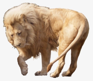 White Lion Png - White Lion Png Hd