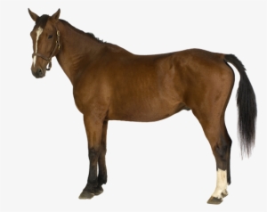 Brown Horse - Farm Horse Png