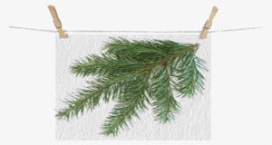 Douglasfir Leftbranch - Types Of Christmas Trees