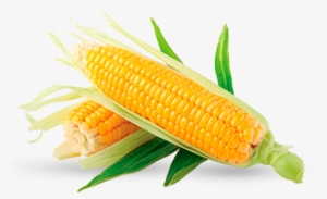 Corn Young - Sweet Corn Png