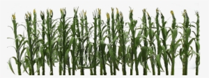 Jtt Corn Stalks O-scale 0595512