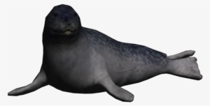 Portrait Seal Ringed Seal - California Sea Lion