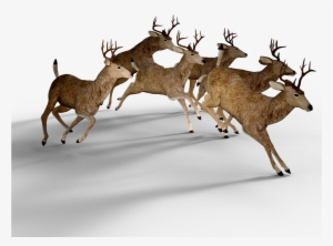 Forest, Deer Pack Damm Wild Antler Fight Forest Br - Zazzle Lustige Dollars In Einer Linie Jagd T-shirt