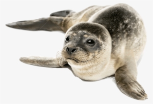 Seal - Grey Seal Png