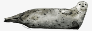 Free Png Harbor Seal Png Images Transparent - Stock.xchng