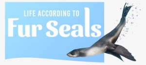Fur Seal With Logo - Life According For Seals