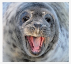 Harbor Seal