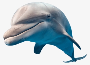 Jump In Water To Witness The World's Biggest Migration