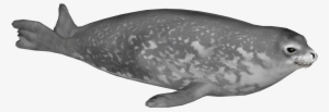 Weddell Seal - Humpback Whale