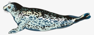 Harbor Seal Animal Drawing Porpoise Teepublic - Drawing