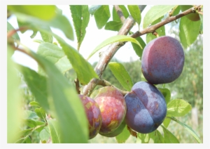 Victoria Is Considered One Of The Best Plums, However, - Plum