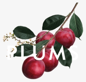 Plums - Plum