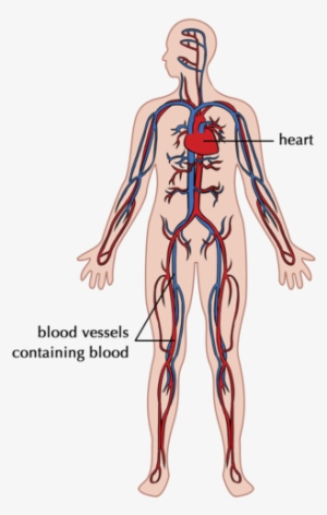 The Circulatory System Is Composed Of The Heart And - Circulatory System For Grade 3