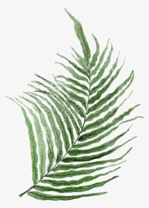 Daun-palem - Fern