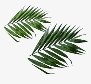 Daun - Daun Png