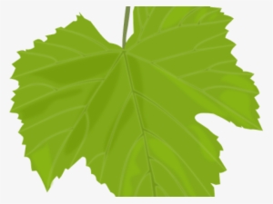 Daun Anggur Vector - Hoja De Parra Dibujo