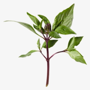 Daun Selasih Malaysia