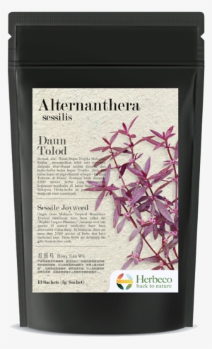Sessile Joyweed Tea - Malva