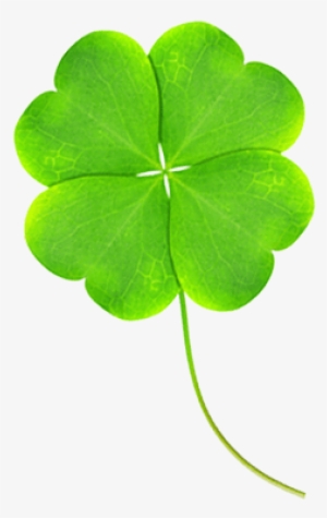 You're As Lucky As A Four-leaf Clover - Shamrock