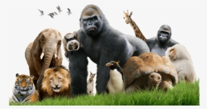 The Zoo - Cbbc The Zoo