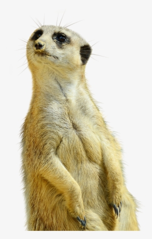 Meerkat, Isolated, Zoo, Nature, Curious, Animals - Meerkat Adult Coloring Book