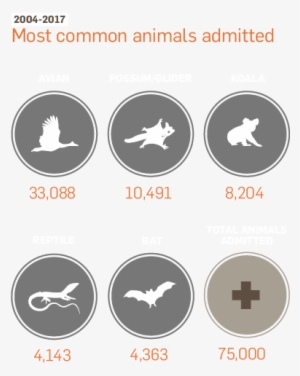 Australia Zoo Wildlife Hospital - Wild Life Warrior Photos Of Injured Animals