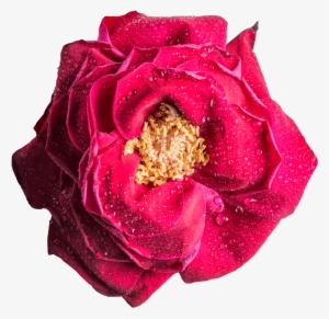 Free Download Magenta Rose Png Clipart Garden Roses - Rose