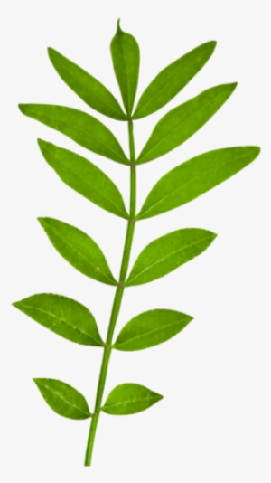 Sd Ntg Leaves 2 - Portable Network Graphics