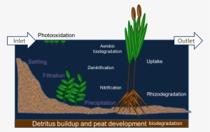 Diagram Of A Wetland Treatment System, Diagram Of Detritus - Wetland